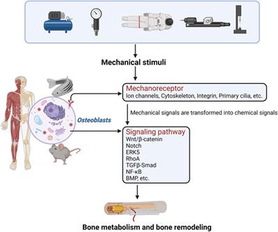 Effects of Mechanical Stress Stimulation on Function and Expression Mechanism of Osteoblasts